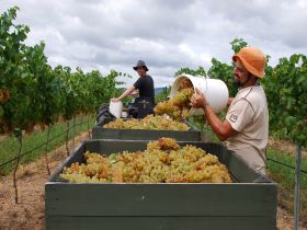 Golden Grove Estate - Lightning Ridge Tourism 0