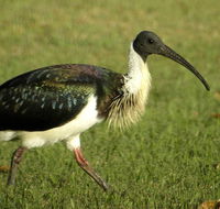 Toowoomba Water Bird Habitat - Lightning Ridge Tourism