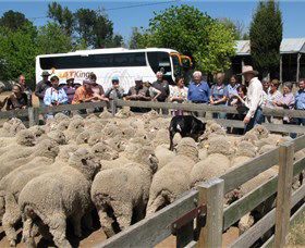 Armstrong Creek ACT Lightning Ridge Tourism