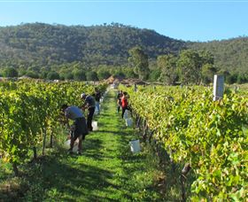 Savina Lane Premum Wines - Lightning Ridge Tourism 1