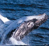 Sydney Eco Whale Watching - Lightning Ridge Tourism