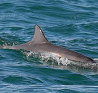Byron Bay Dolphin Wildlife Tours - Lightning Ridge Tourism