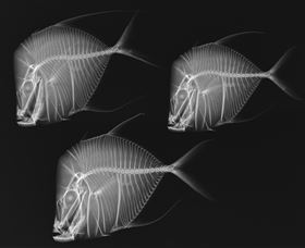 X-Ray Vision: Fish Inside Out - Lightning Ridge Tourism 0