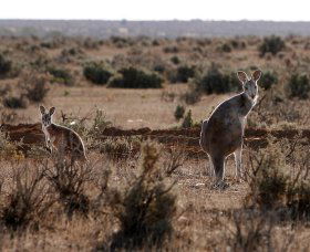 Silver City Tours - Lightning Ridge Tourism 1