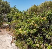 Henry Head walking track - Lightning Ridge Tourism