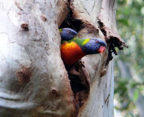 West Pennant Hills NSW Lightning Ridge Tourism