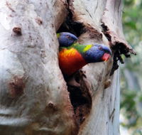 Cumberland State Forest - Lightning Ridge Tourism