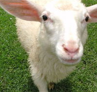 Golden Ridge Animal Farm - Lightning Ridge Tourism
