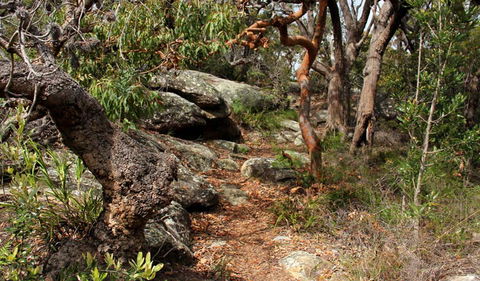 Box Head Track - Lightning Ridge Tourism 0