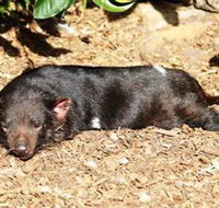 Symbio Wildlife Park - Lightning Ridge Tourism