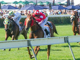 Morphettville Racecourse - Lightning Ridge Tourism 2