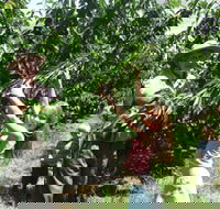 Forest Range Cherries - Lightning Ridge Tourism
