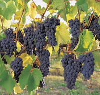 Hills Short Wine and Food Trail - Lightning Ridge Tourism
