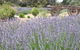 Emu Bay Lavender - thumb 3