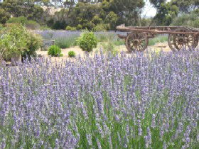 Emu Bay Lavender - Lightning Ridge Tourism 3