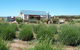 Emu Bay Lavender - thumb 1