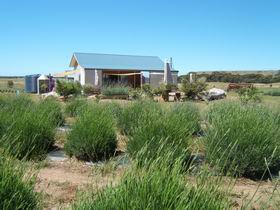 Emu Bay Lavender - Lightning Ridge Tourism 1