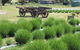 Emu Bay Lavender - thumb 2