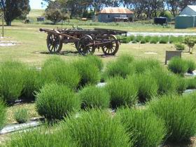Emu Bay Lavender - Lightning Ridge Tourism 2