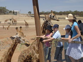 Monarto Open Range Zoo - Lightning Ridge Tourism 0