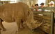 Monarto Open Range Zoo - thumb 2
