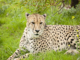 Monarto Open Range Zoo - Lightning Ridge Tourism 3