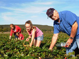 Mount Compass And District Produce And Tourist Trail - Lightning Ridge Tourism 1