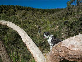 Ingalalla Waterfalls - Lightning Ridge Tourism 1