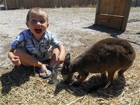 Animal Farm Goolwa - Lightning Ridge Tourism 0