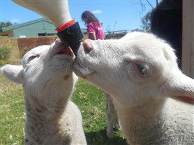 Animal Farm Goolwa - Lightning Ridge Tourism 1