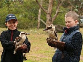 Raptor Domain - Lightning Ridge Tourism 2