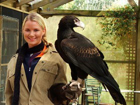 Raptor Domain - Lightning Ridge Tourism 1