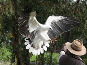 Raptor Domain - Lightning Ridge Tourism 0