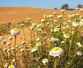 Perry Sandhills - Lightning Ridge Tourism 1