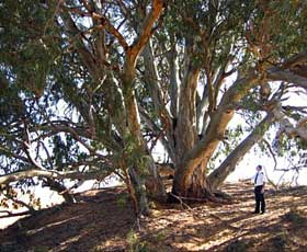 Perry Sandhills - Lightning Ridge Tourism 2