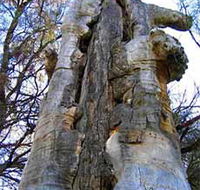 Junction Island Nature Reserve Canoe Tree and Walking Track - Lightning Ridge Tourism