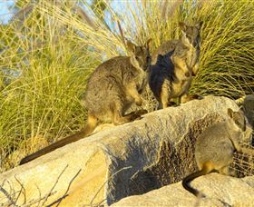 Towers Hill Lookout And Amphitheatre - Lightning Ridge Tourism 1