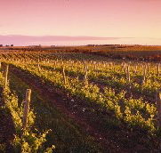 Ralph Fowler Wines - Lightning Ridge Tourism