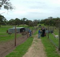 Avenue Emus - Lightning Ridge Tourism