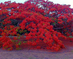 George Brown Darwin Botanic Gardens - Lightning Ridge Tourism 1