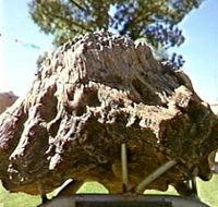 Fossilised Tree - Lightning Ridge Tourism