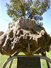 Fossilised Tree - Lightning Ridge Tourism 0