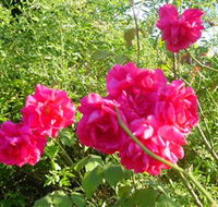 Bishop's Lodge Historic House and Heritage Rose Garden - Lightning Ridge Tourism