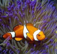Reef HQ Aquarium - Lightning Ridge Tourism