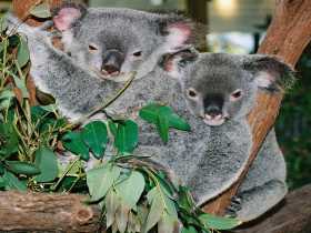 Kuranda Koala Gardens - Lightning Ridge Tourism 2