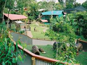 Kuranda Koala Gardens - Lightning Ridge Tourism 1
