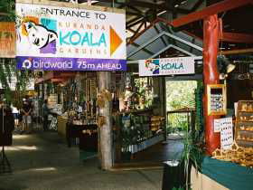 Kuranda Koala Gardens - Lightning Ridge Tourism 3