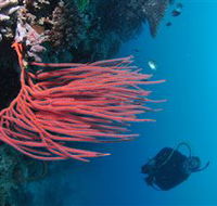 Eddy Reef Dive Site - Lightning Ridge Tourism