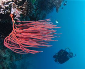 Eddy Reef Dive Site - Lightning Ridge Tourism 0