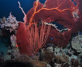 Eddy Reef Dive Site - Lightning Ridge Tourism 2